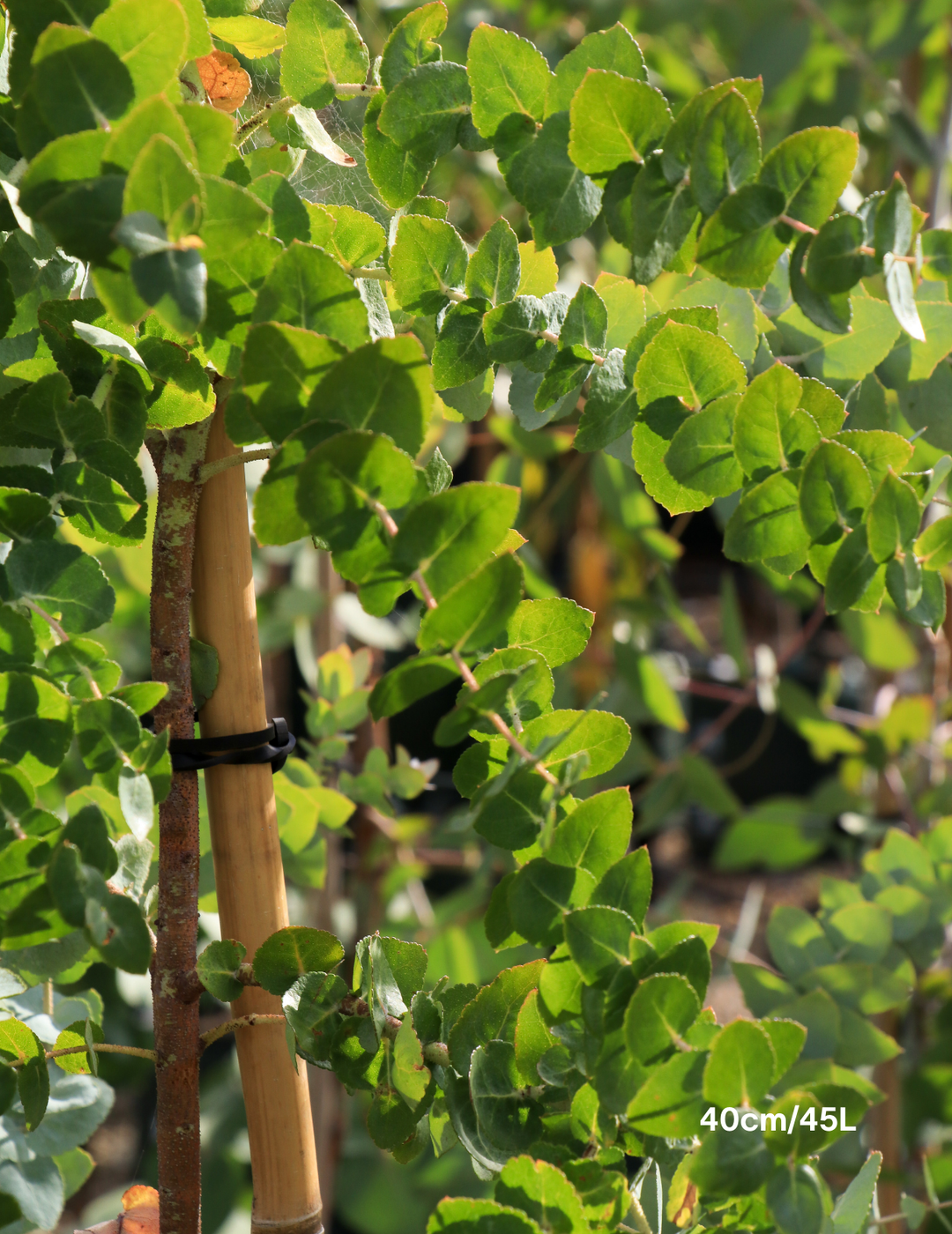 Eucalyptus crenulata - Evergreen Trees Direct