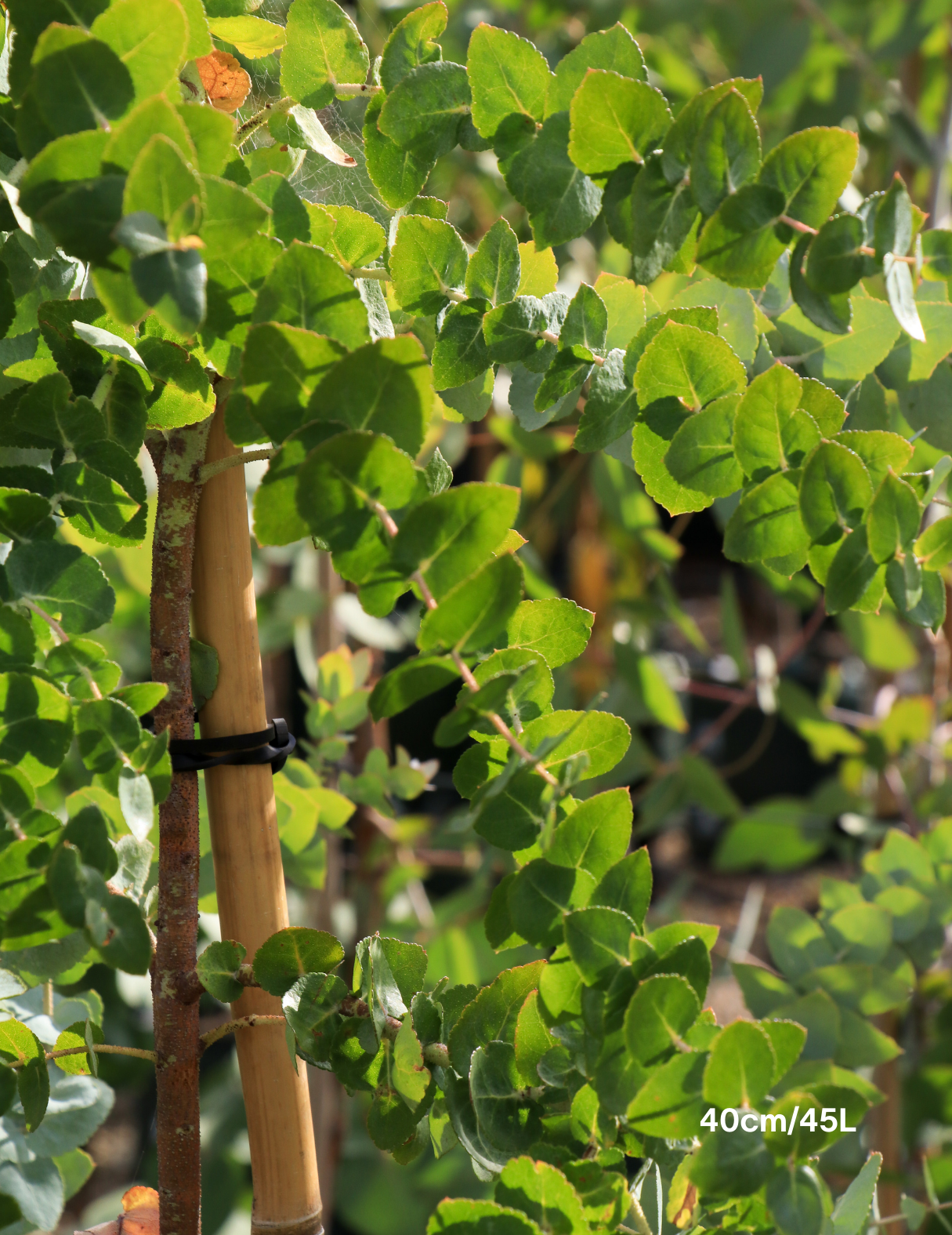 Eucalyptus crenulata - Evergreen Trees Direct