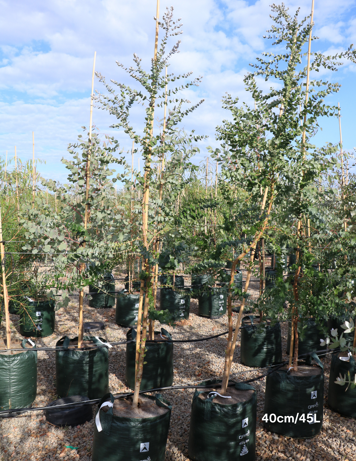 Eucalyptus crenulata - Evergreen Trees Direct