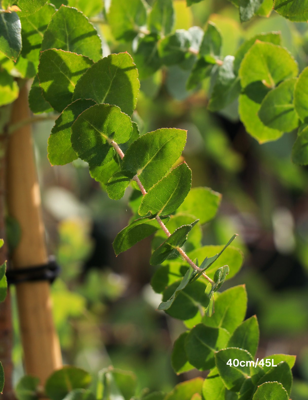 Eucalyptus crenulata - Evergreen Trees Direct