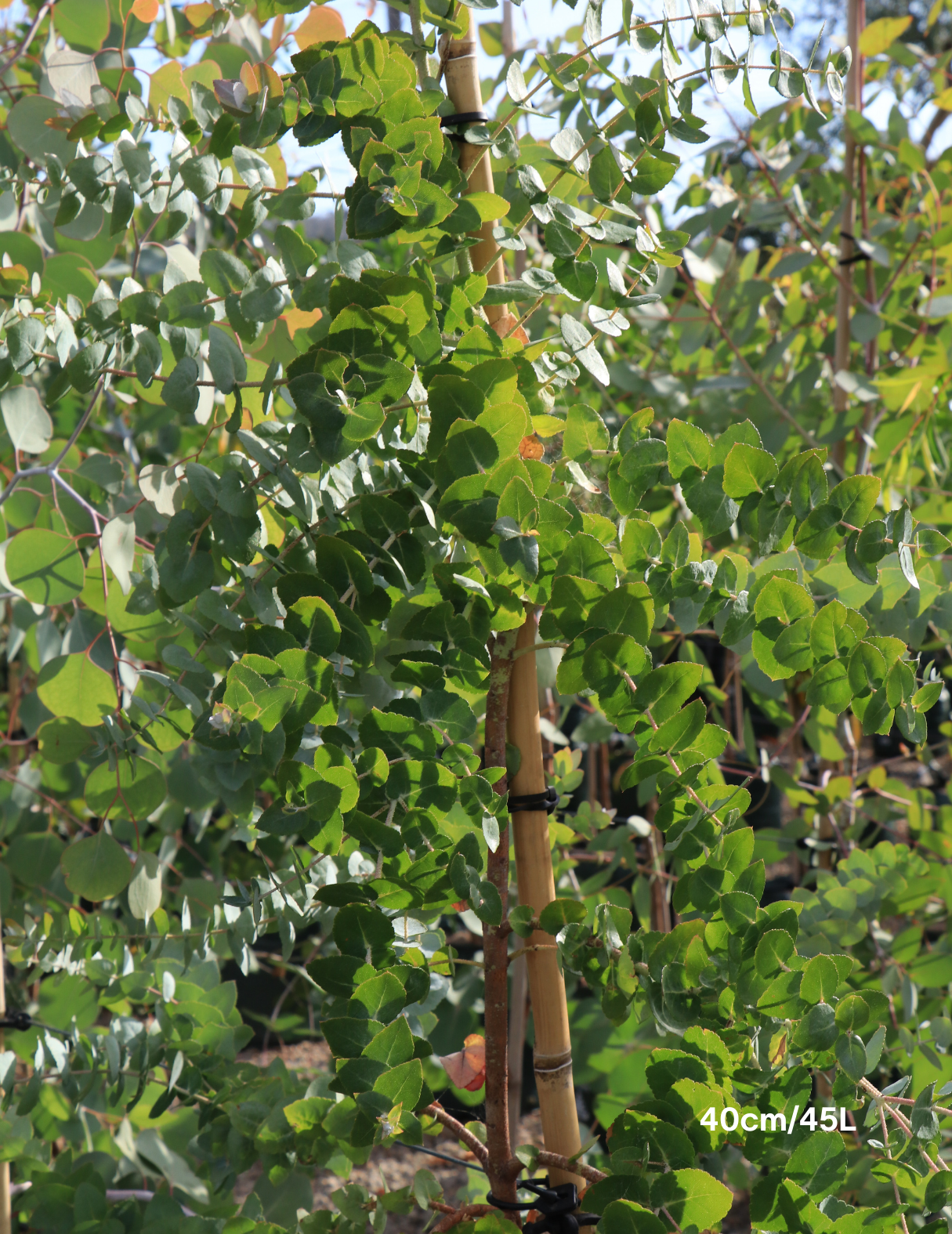 Eucalyptus crenulata - Evergreen Trees Direct