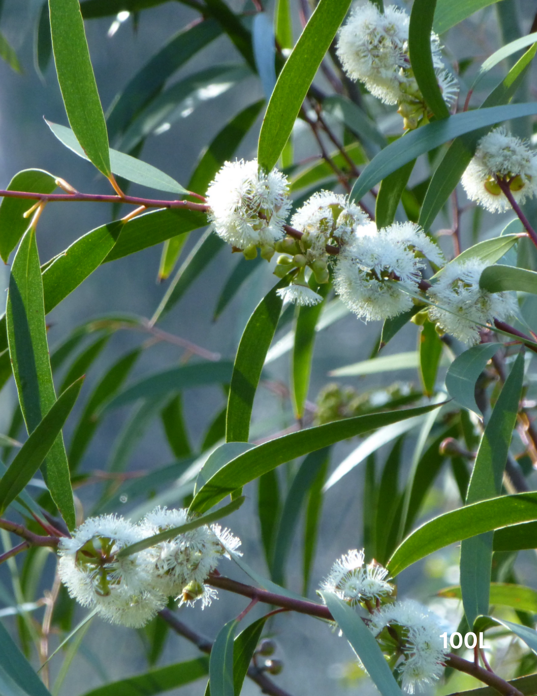 Eucalyptus gregsoniana - Evergreen Trees Direct