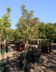 Eucalyptus gregsoniana - Wolgan Snow Gum - Evergreen Trees Direct