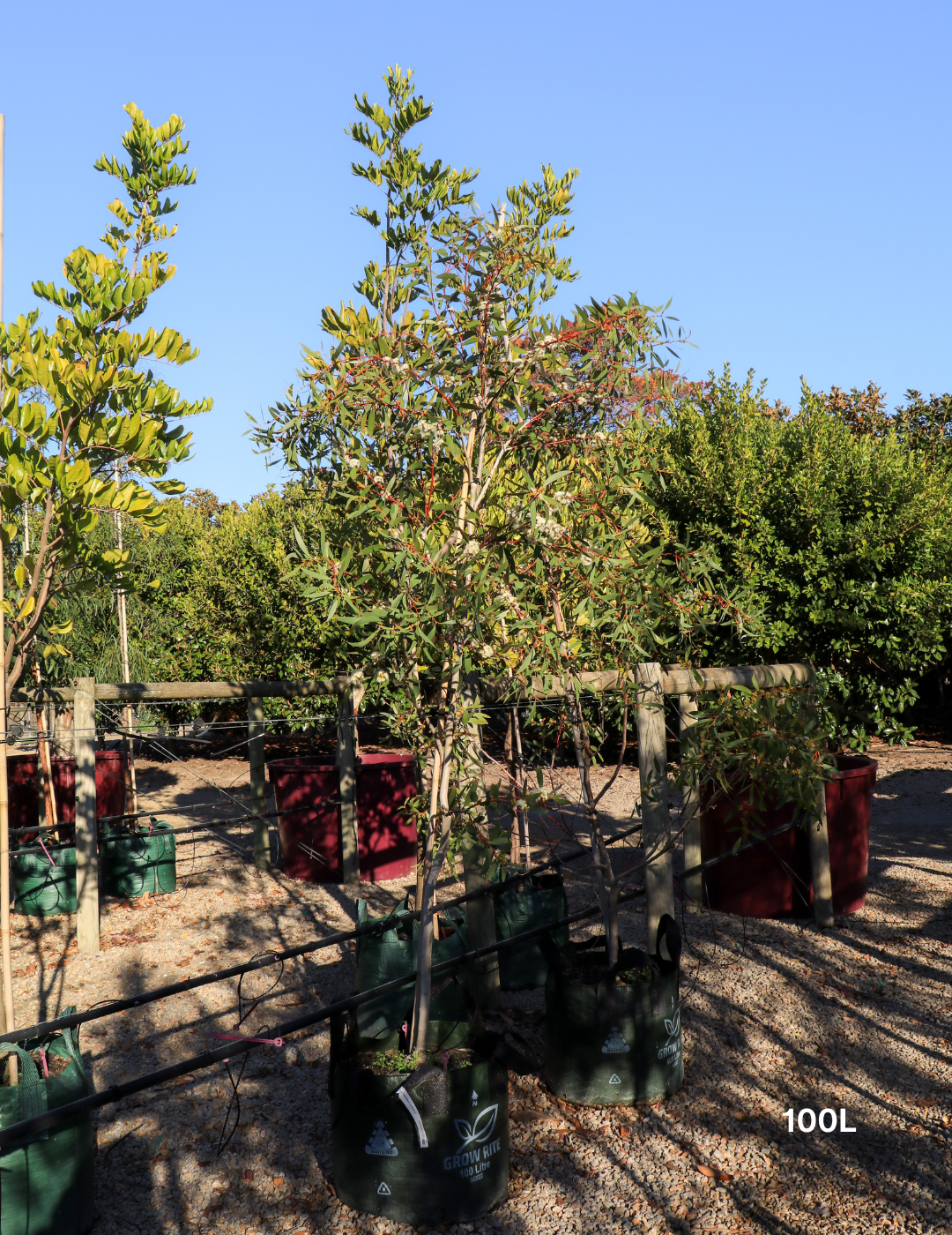 Eucalyptus gregsoniana - Wolgan Snow Gum - Evergreen Trees Direct