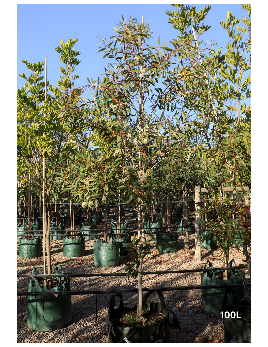 Eucalyptus gregsoniana - Wolgan Snow Gum - Evergreen Trees Direct