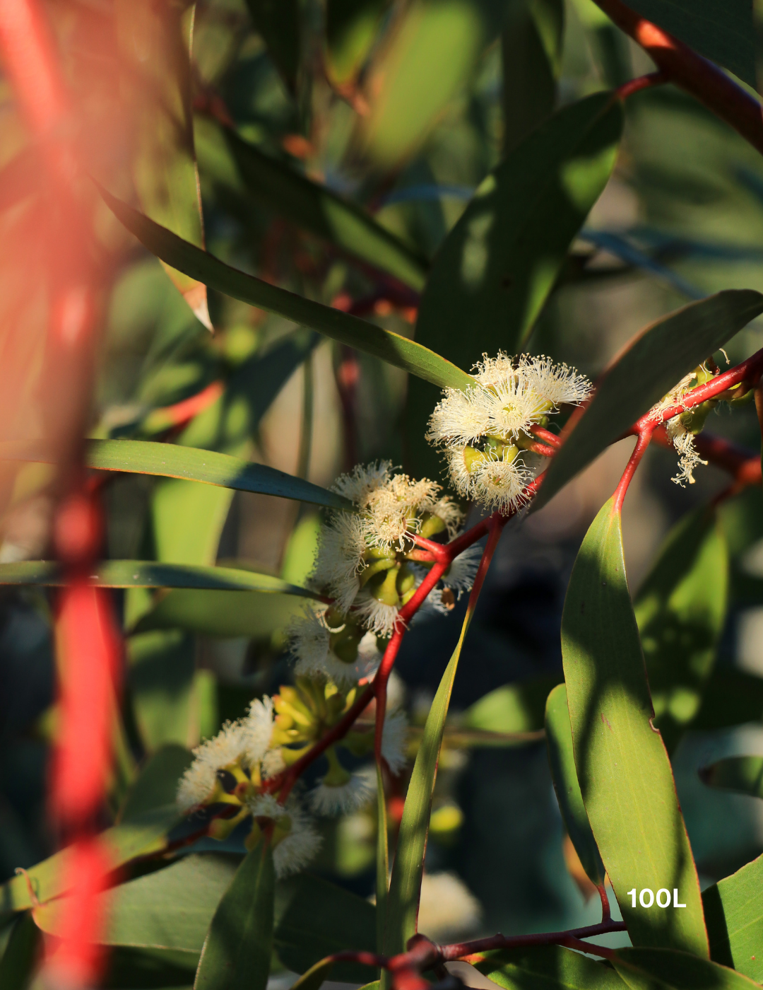 Eucalyptus gregsoniana - Wolgan Snow Gum