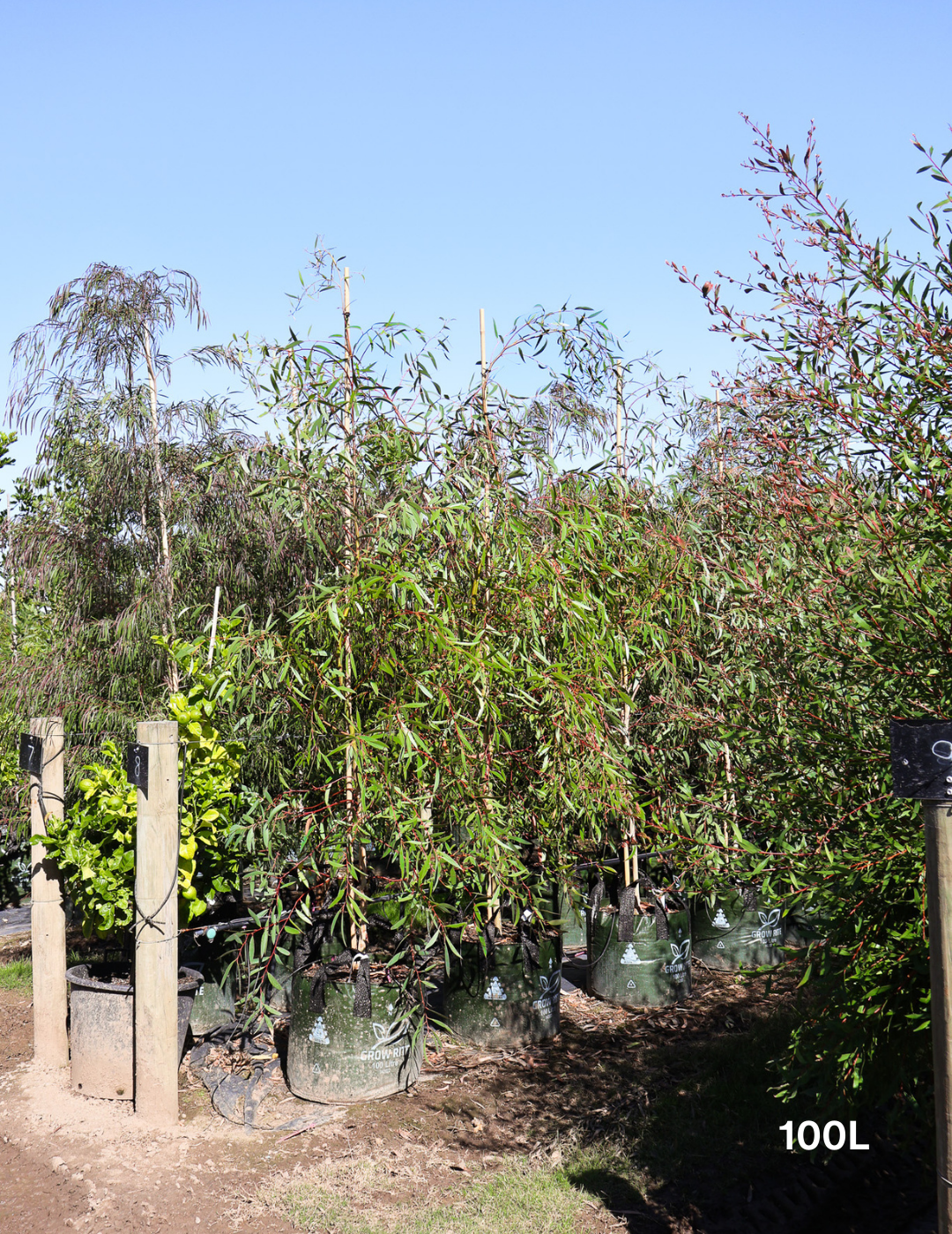 Eucalyptus gregsoniana - Evergreen Trees Direct