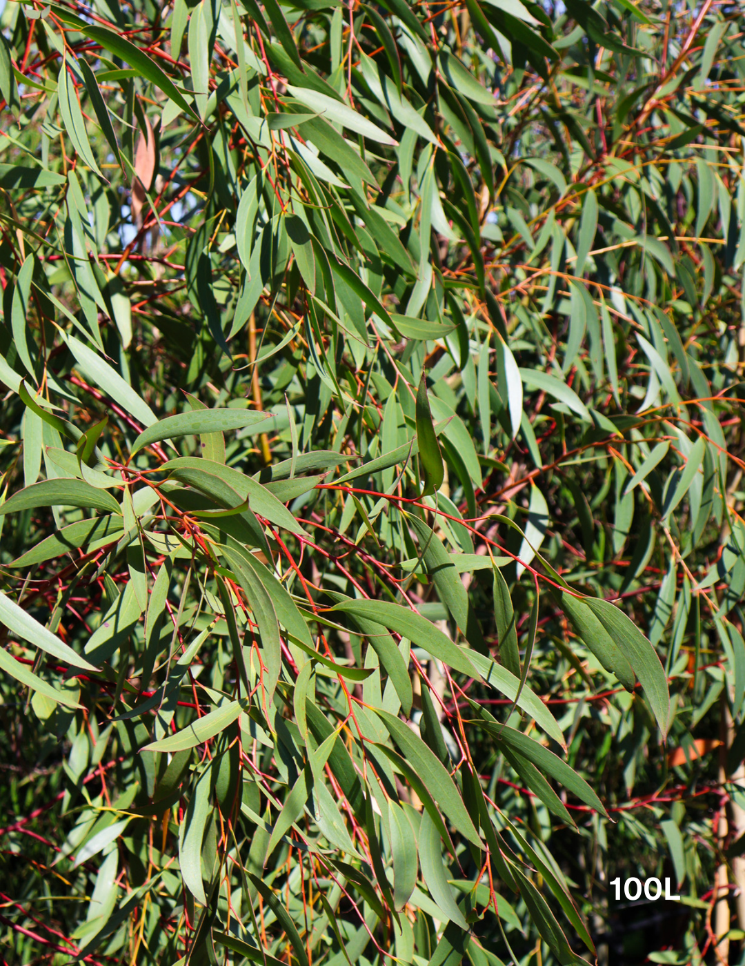 Eucalyptus gregsoniana - Evergreen Trees Direct