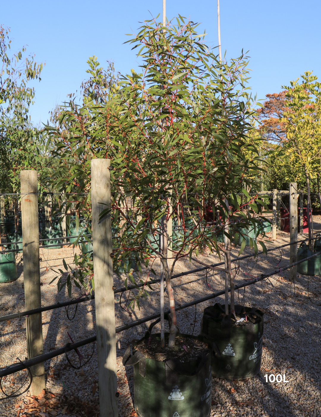 Eucalyptus gregsoniana - Wolgan Snow Gum - Evergreen Trees Direct