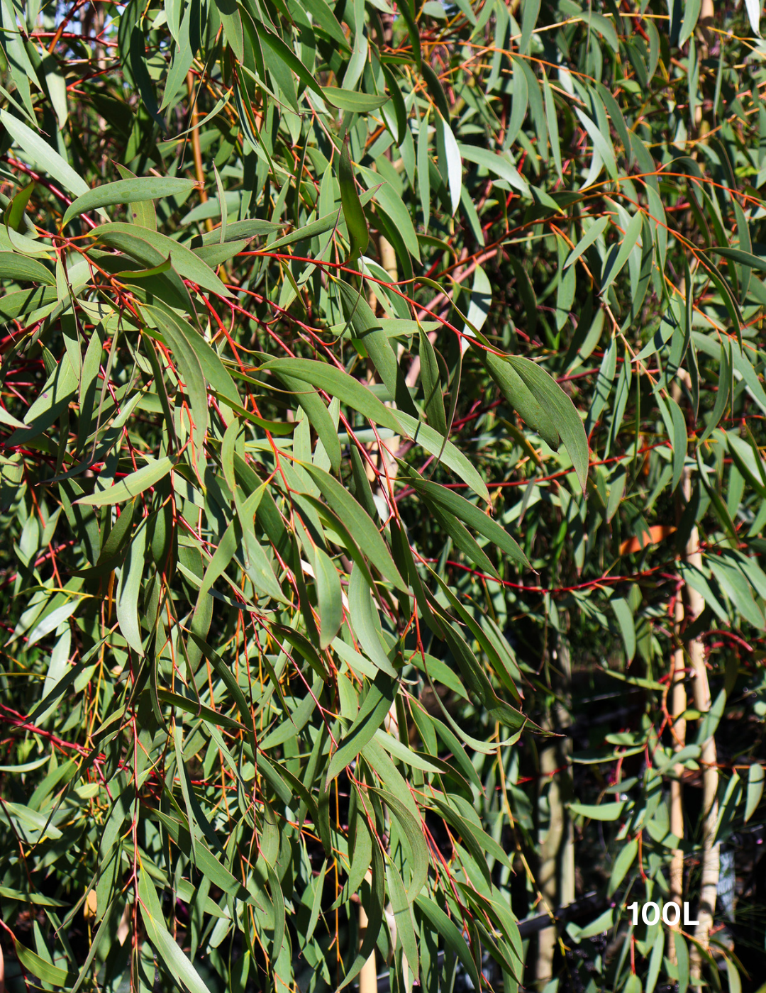 Eucalyptus gregsoniana - Evergreen Trees Direct