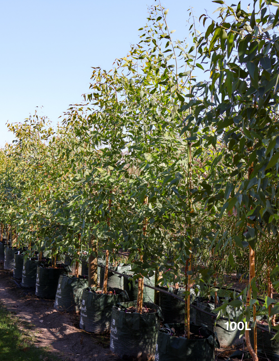 Eucalyptus leucoxylon ssp megalocarpa - Evergreen Trees Direct