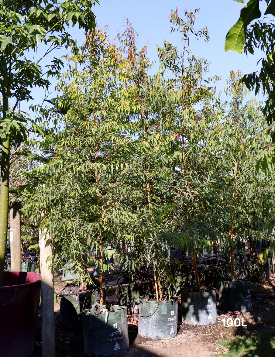 Eucalyptus leucoxylon ssp megalocarpa - Evergreen Trees Direct