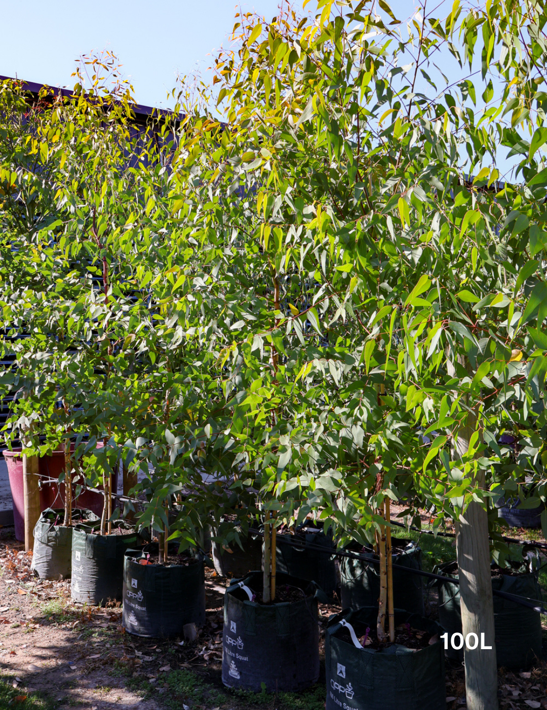 Eucalyptus leucoxylon ssp megalocarpa - Evergreen Trees Direct