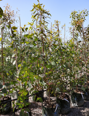 Eucalyptus leucoxylon ssp megalocarpa - Evergreen Trees Direct