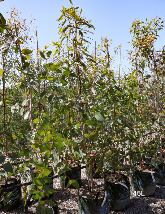 Eucalyptus leucoxylon ssp megalocarpa