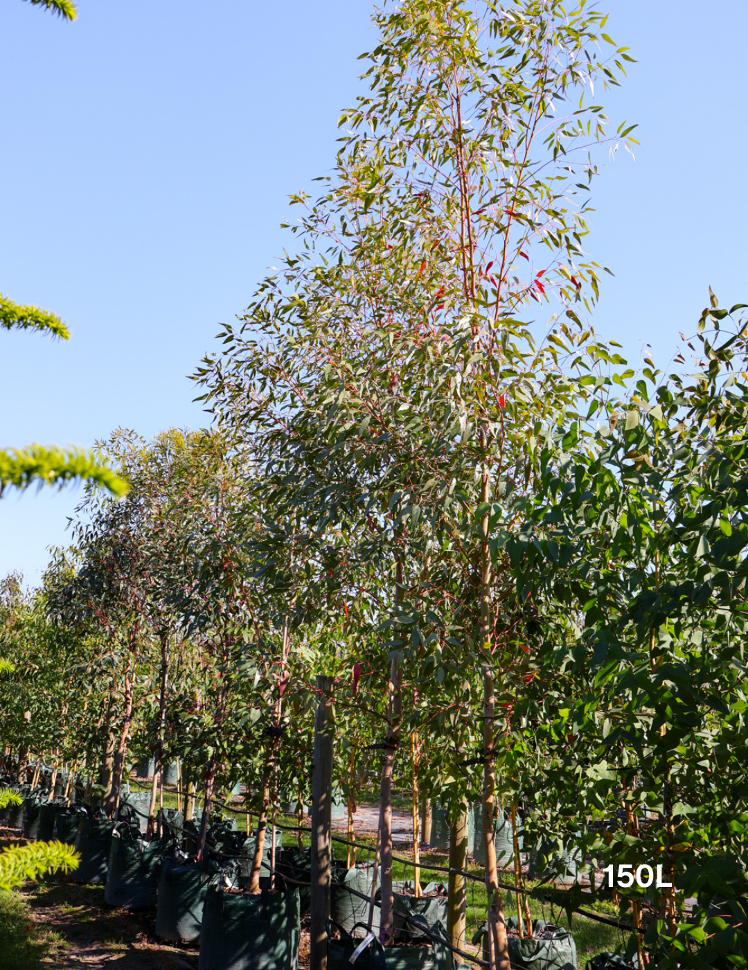 Eucalyptus macrandra - Evergreen Trees Direct