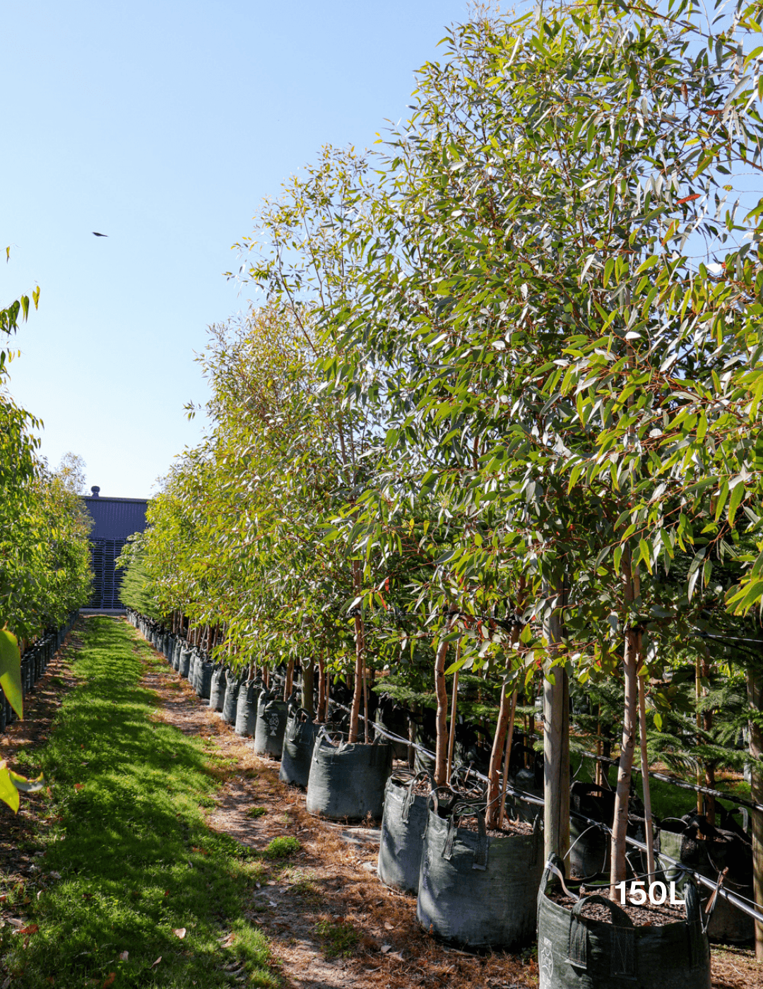Eucalyptus macrandra - Evergreen Trees Direct