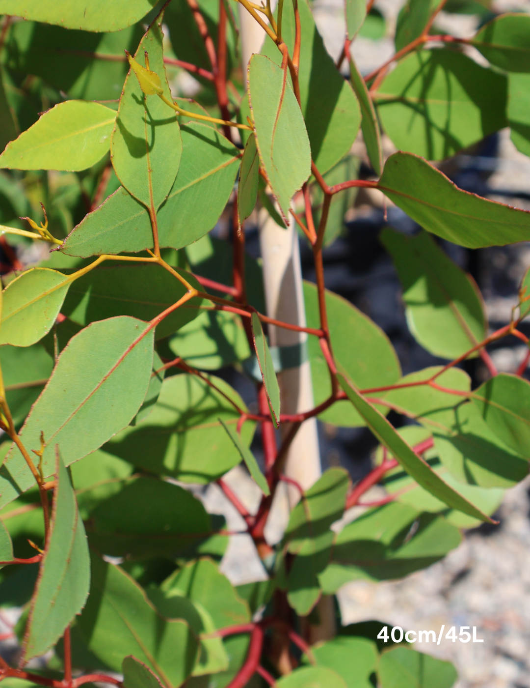 Eucalyptus macrandra - Evergreen Trees Direct
