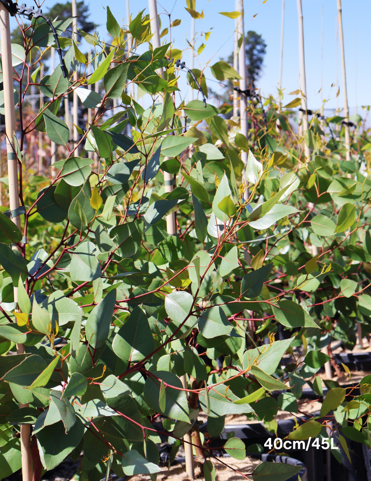 Eucalyptus macrandra