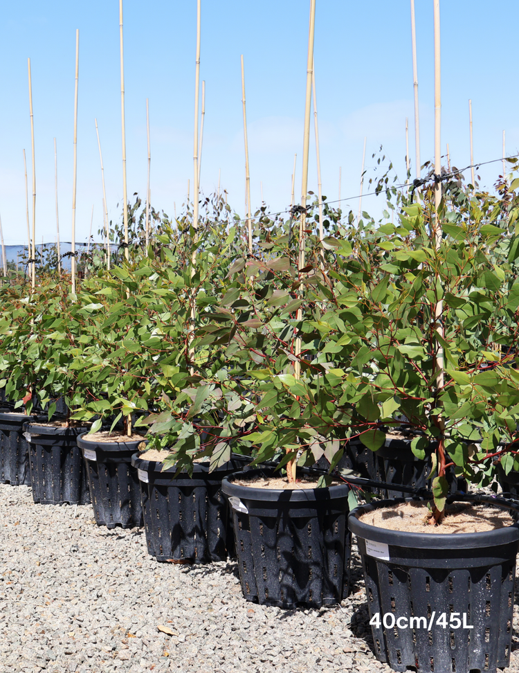 Eucalyptus macrandra