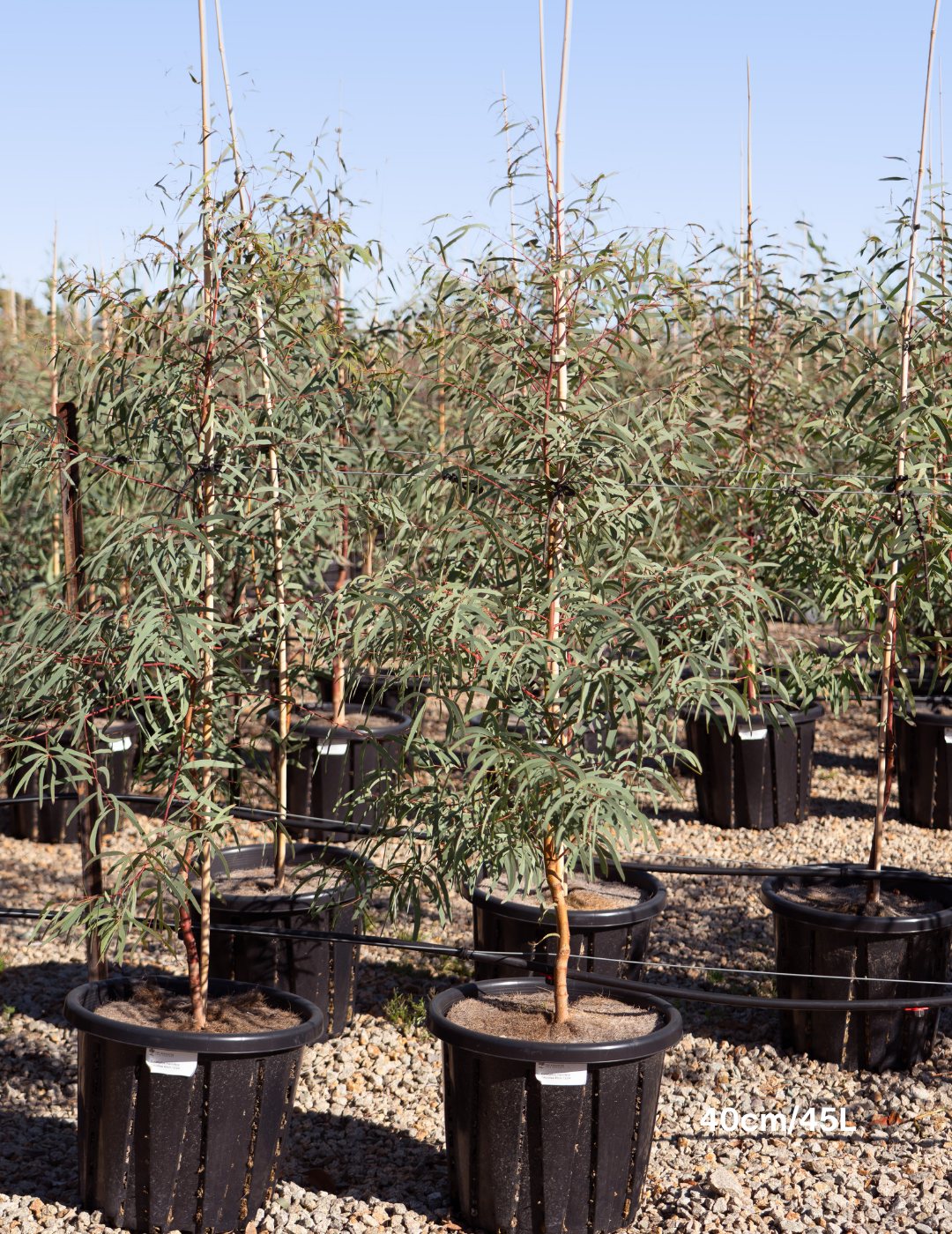 Eucalyptus Maniffera - Brittle Gum - Evergreen Trees Direct