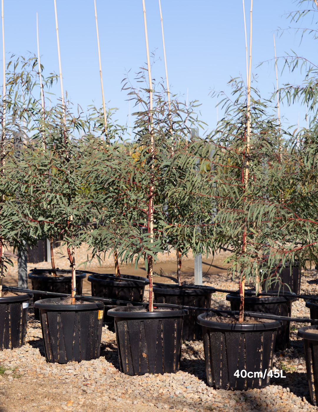 Eucalyptus Maniffera - Brittle Gum - Evergreen Trees Direct