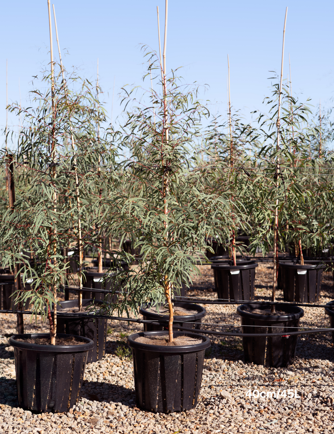 Eucalyptus Maniffera - Brittle Gum - Evergreen Trees Direct