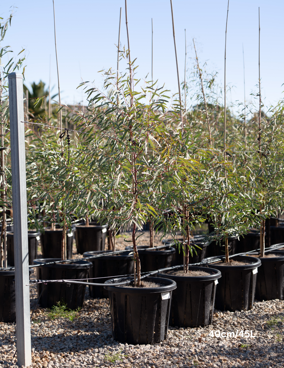 Eucalyptus Maniffera - Brittle Gum - Evergreen Trees Direct