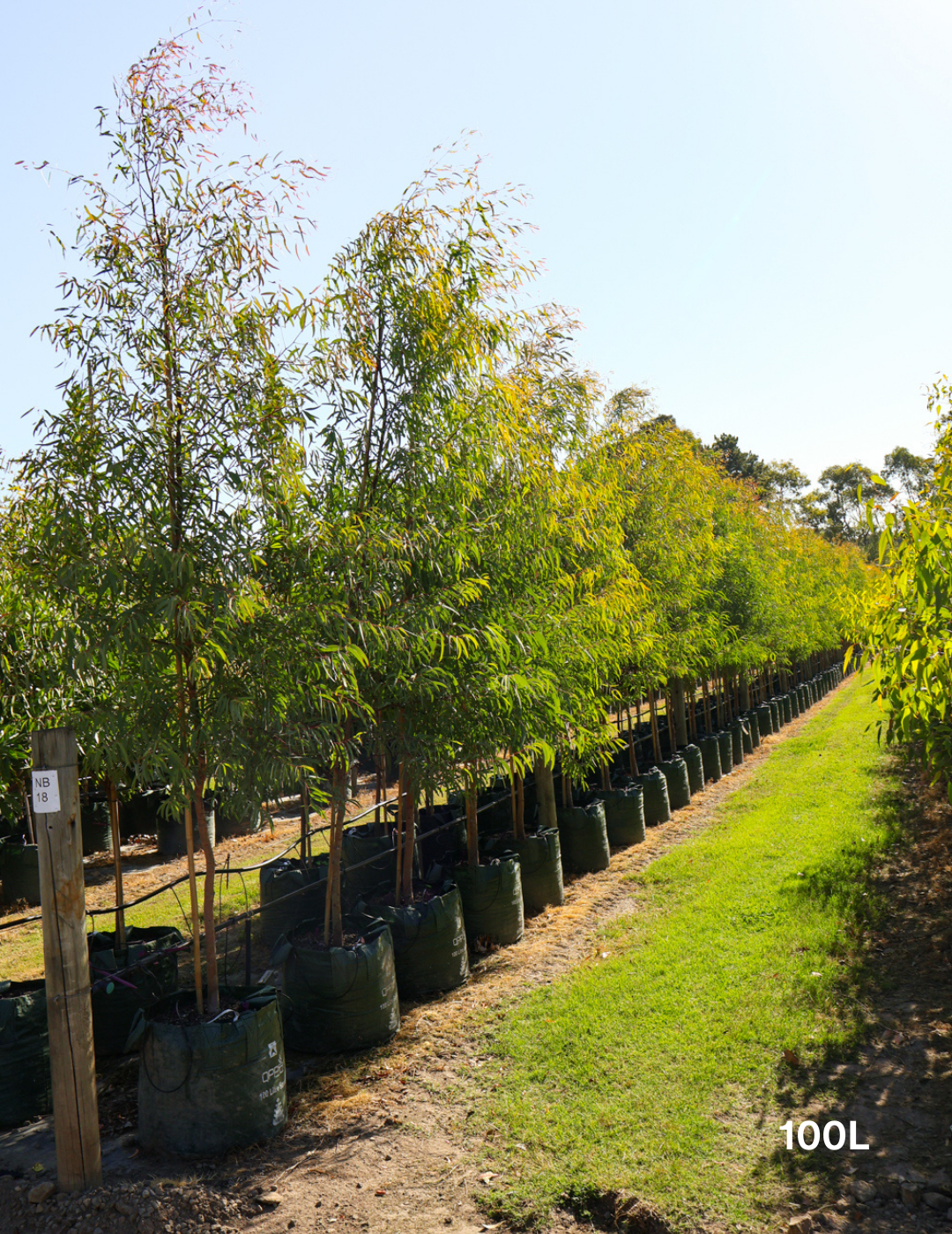 Eucalyptus mannifera ssp maculosa - Evergreen Trees Direct