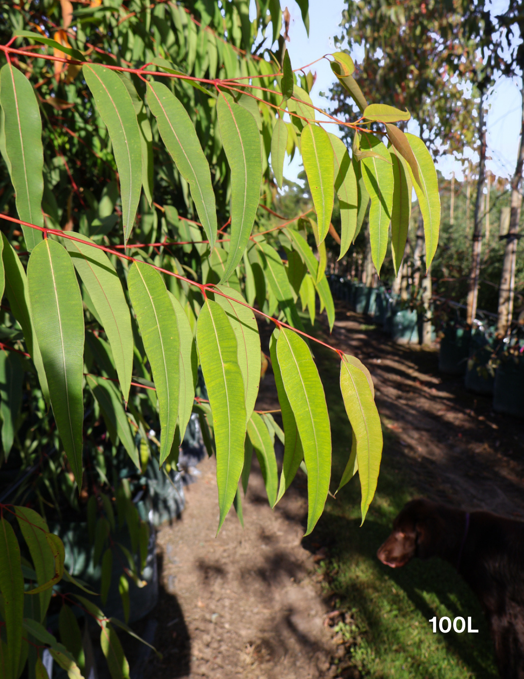 Eucalyptus mannifera ssp maculosa - Evergreen Trees Direct