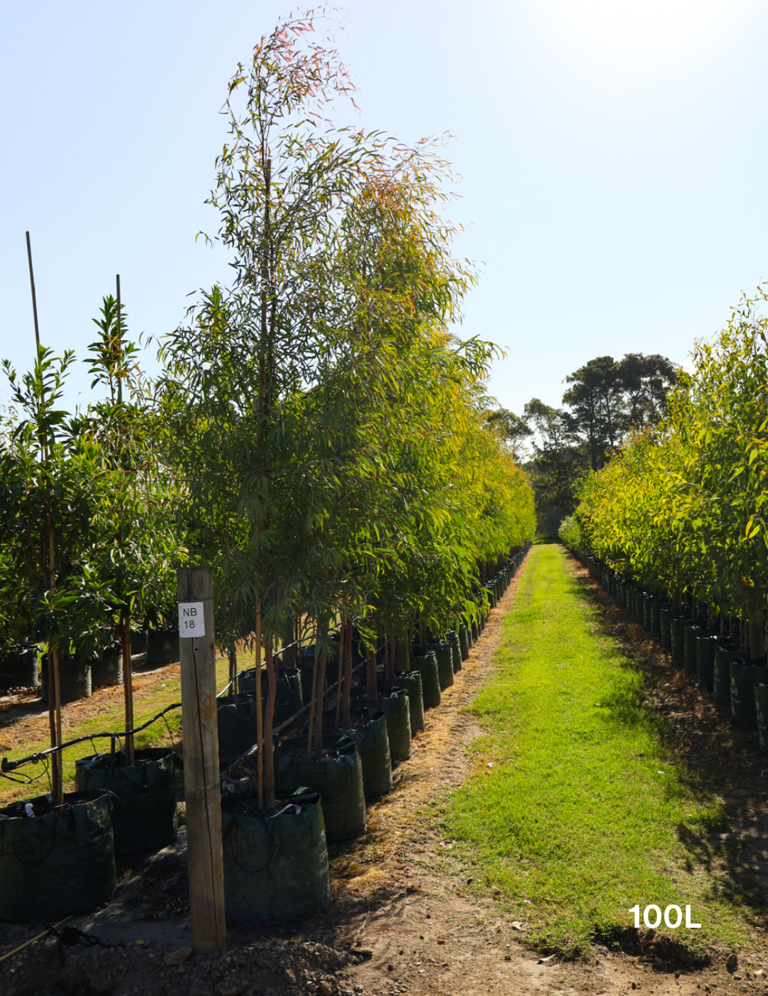 Eucalyptus mannifera ssp maculosa - Evergreen Trees Direct