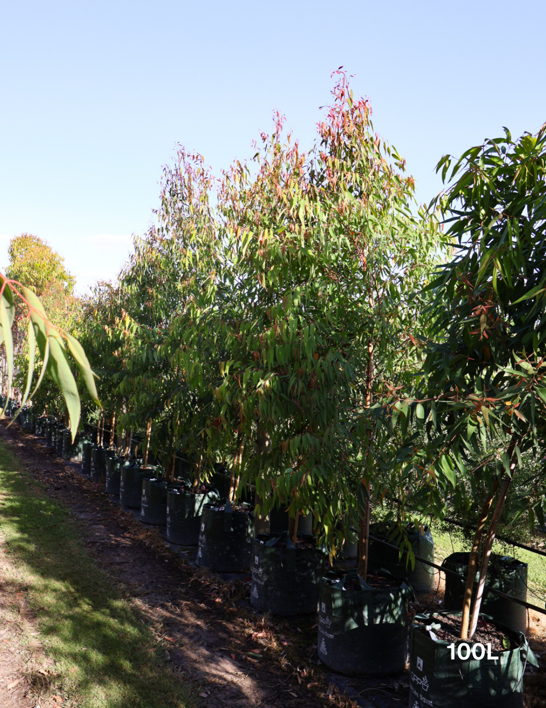 Eucalyptus mannifera ssp maculosa - Evergreen Trees Direct