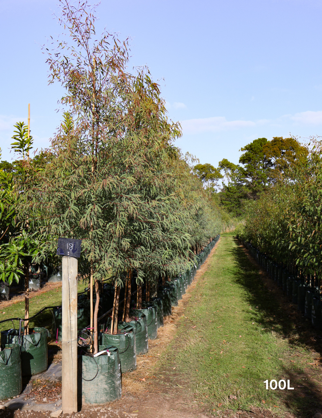 Eucalyptus mannifera ssp maculosa - Evergreen Trees Direct