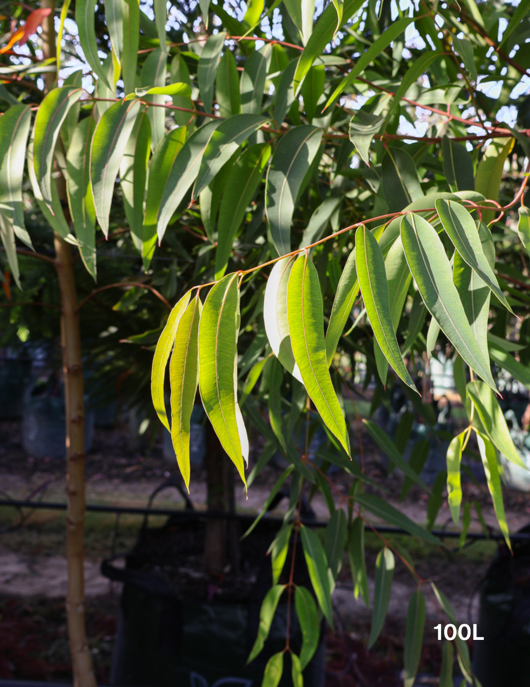 Eucalyptus mannifera ssp maculosa - Evergreen Trees Direct