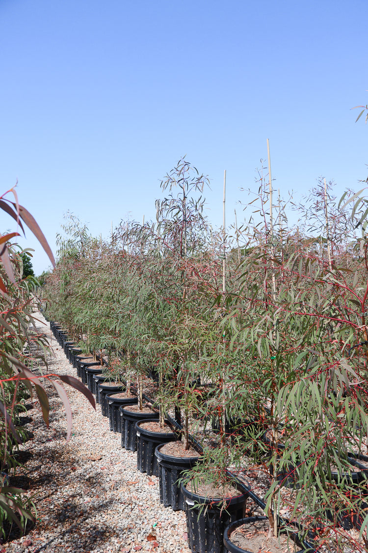 Eucalyptus mannifera ssp maculosa