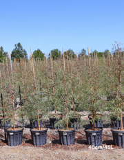 Eucalyptus mannifera ssp maculosa Red Spotted Gum