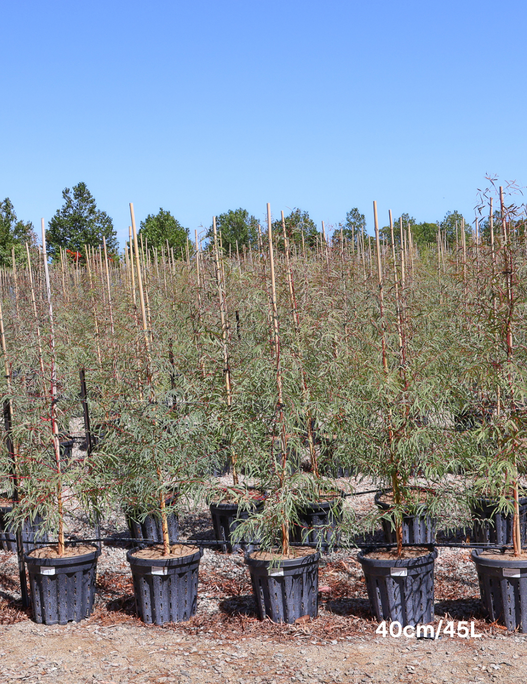 Eucalyptus mannifera ssp maculosa - Evergreen Trees Direct