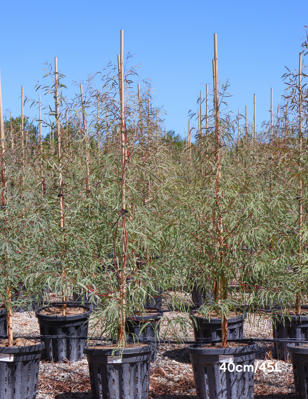 Eucalyptus mannifera ssp maculosa - Evergreen Trees Direct