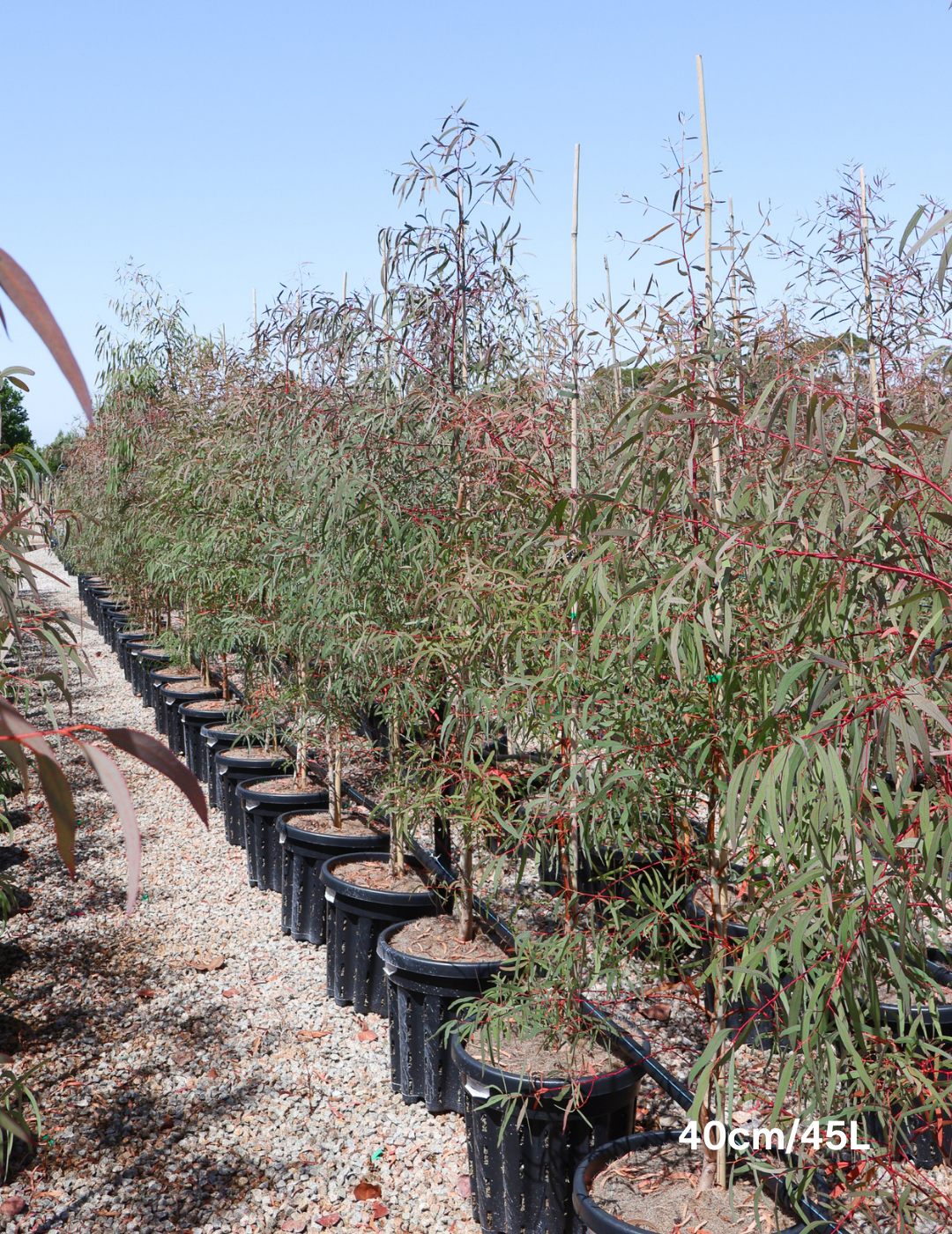 Eucalyptus mannifera ssp maculosa - Evergreen Trees Direct