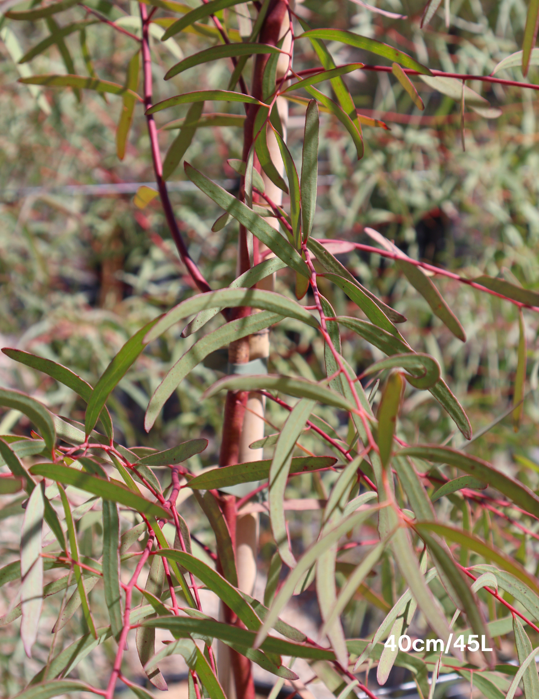 Eucalyptus mannifera ssp maculosa - Evergreen Trees Direct
