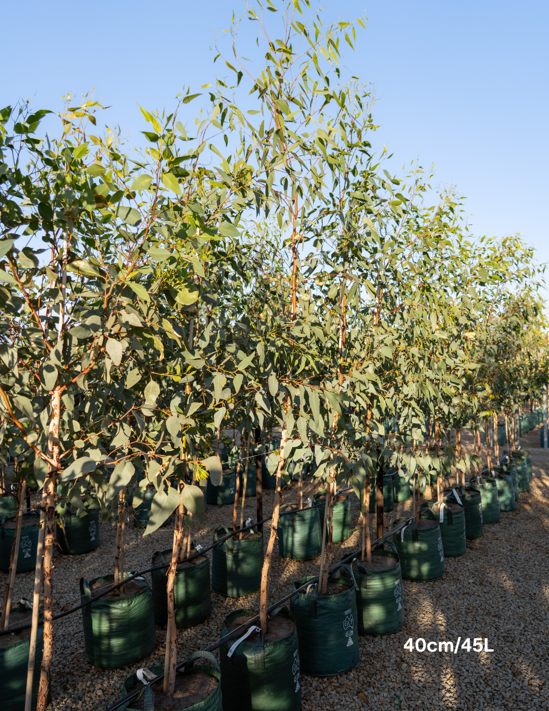 Eucalyptus occidentalis - Evergreen Trees Direct