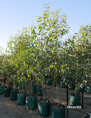 Eucalyptus occidentalis - Evergreen Trees Direct