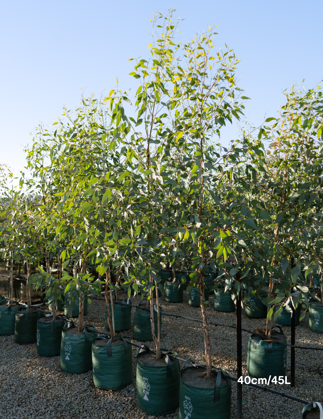 Eucalyptus occidentalis - Evergreen Trees Direct