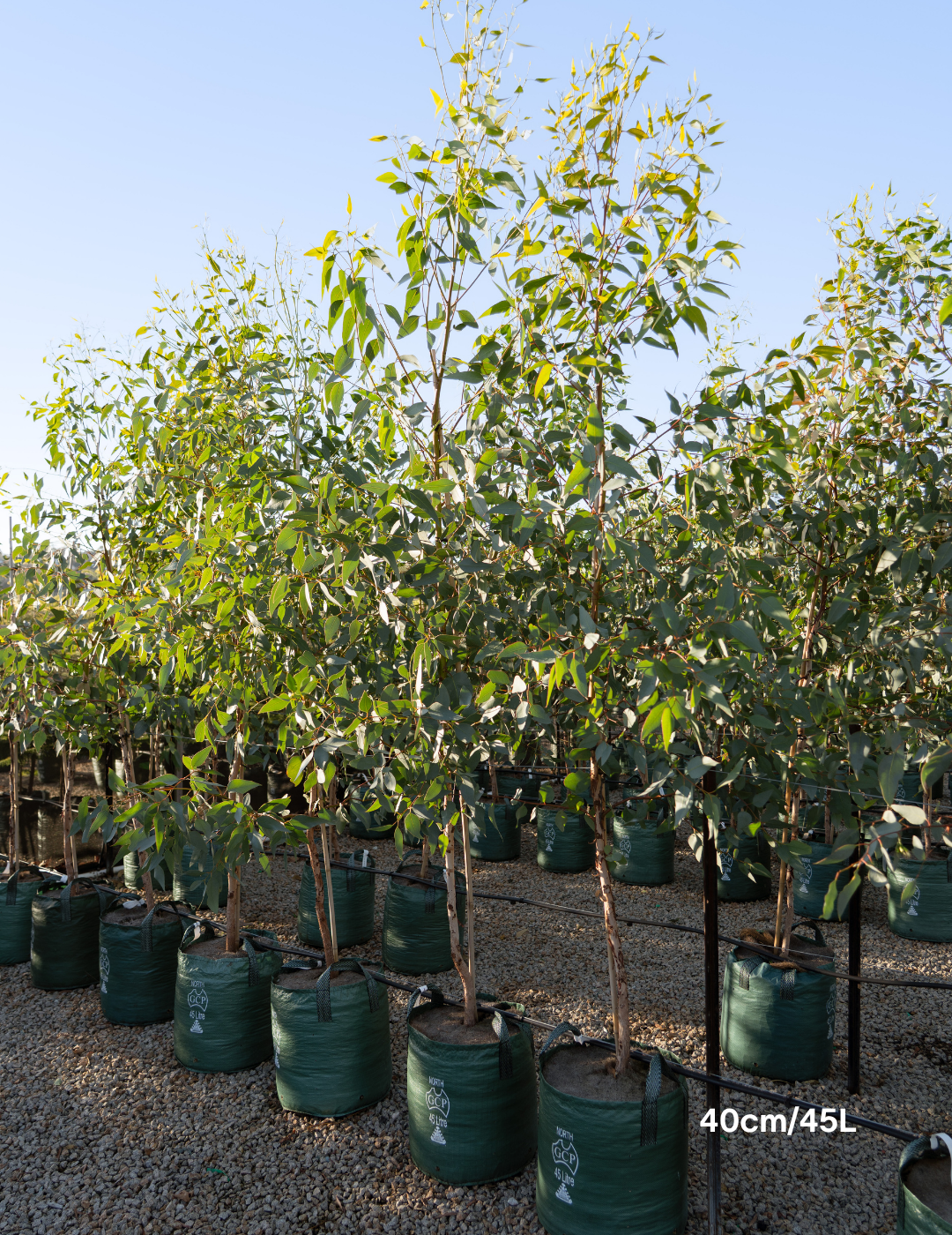 Eucalyptus occidentalis - Evergreen Trees Direct