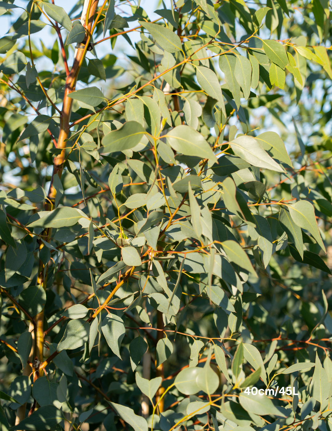 Eucalyptus occidentalis - Evergreen Trees Direct
