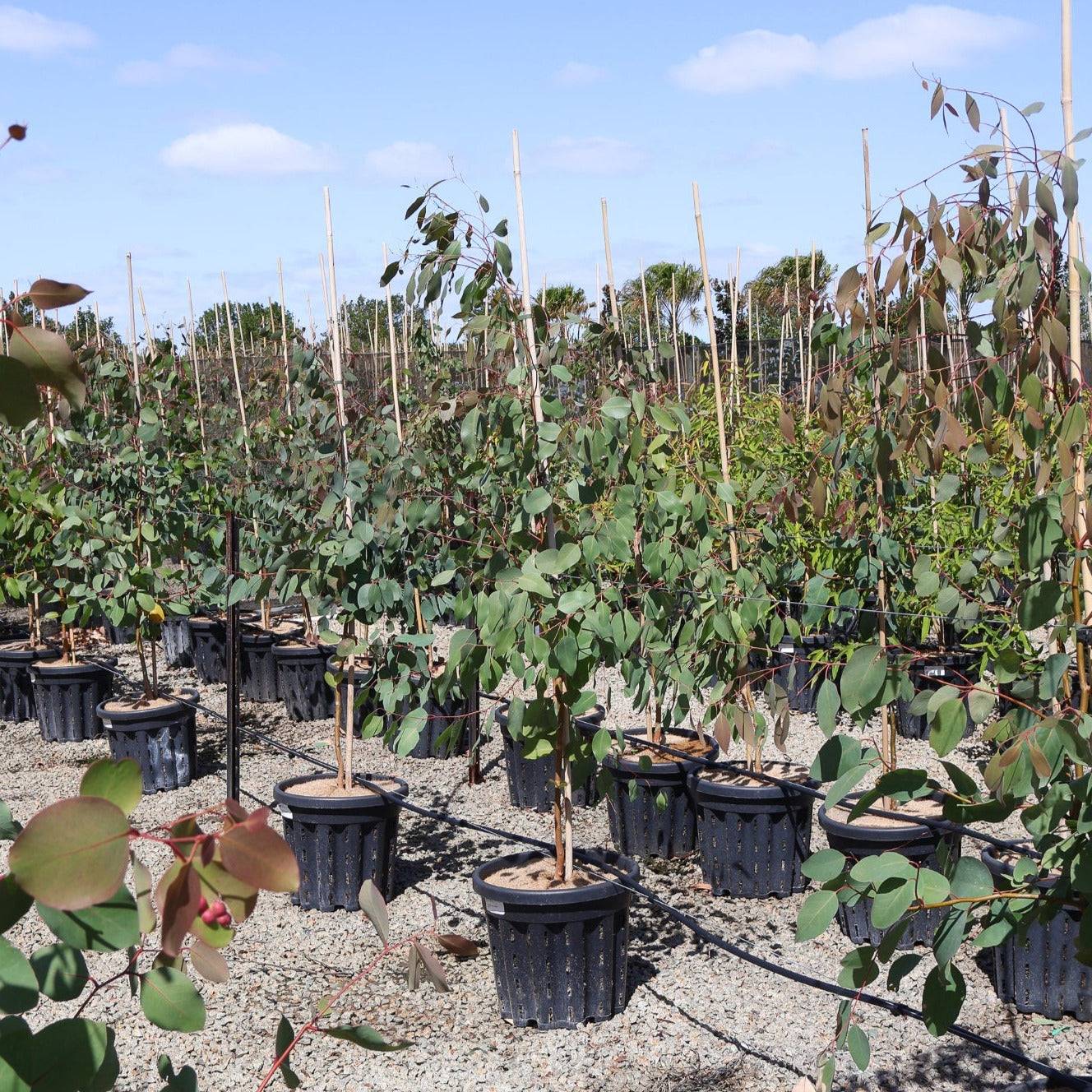 Feature Trees For Sale - Evergreen Trees Direct