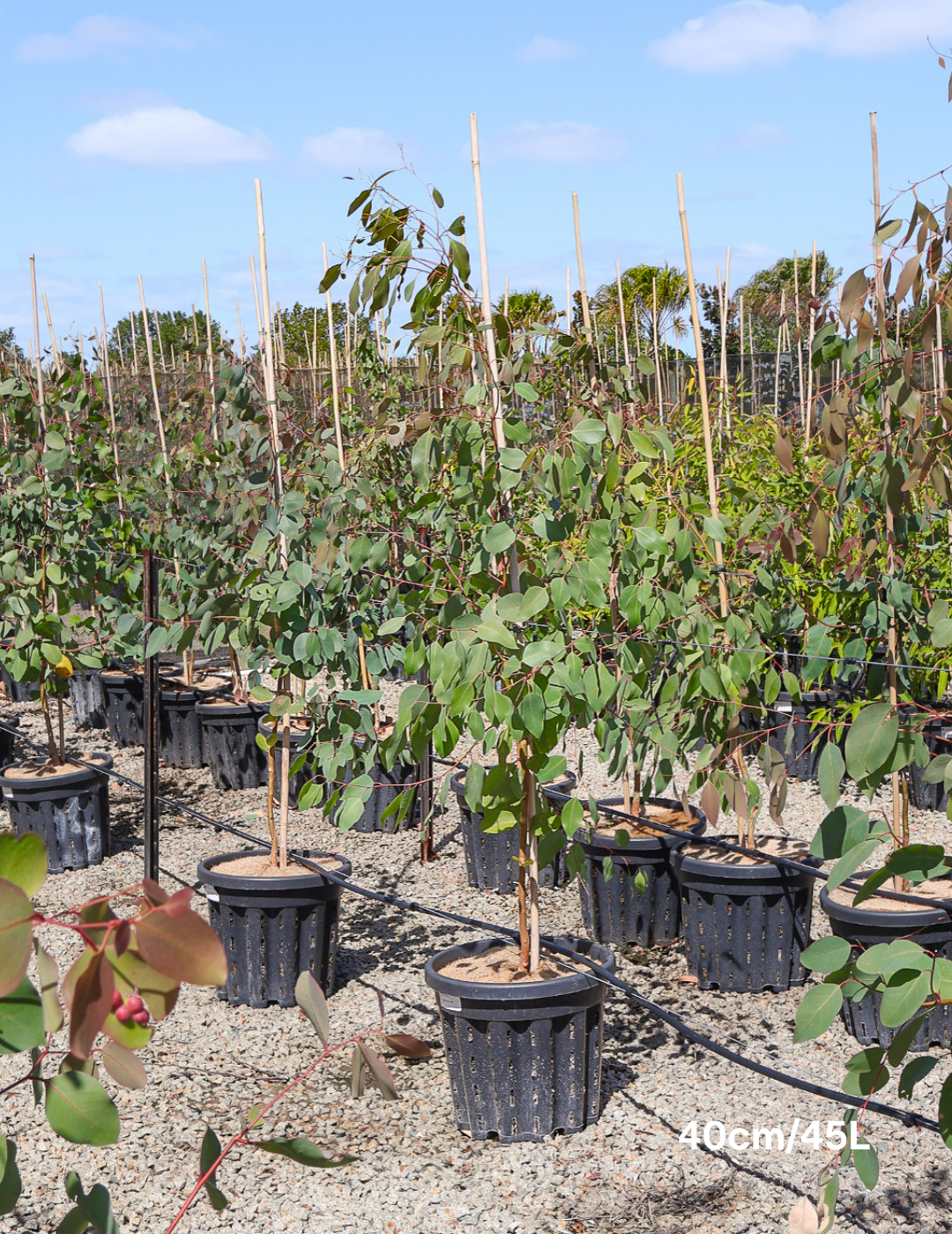 Eucalyptus ovata - Evergreen Trees Direct