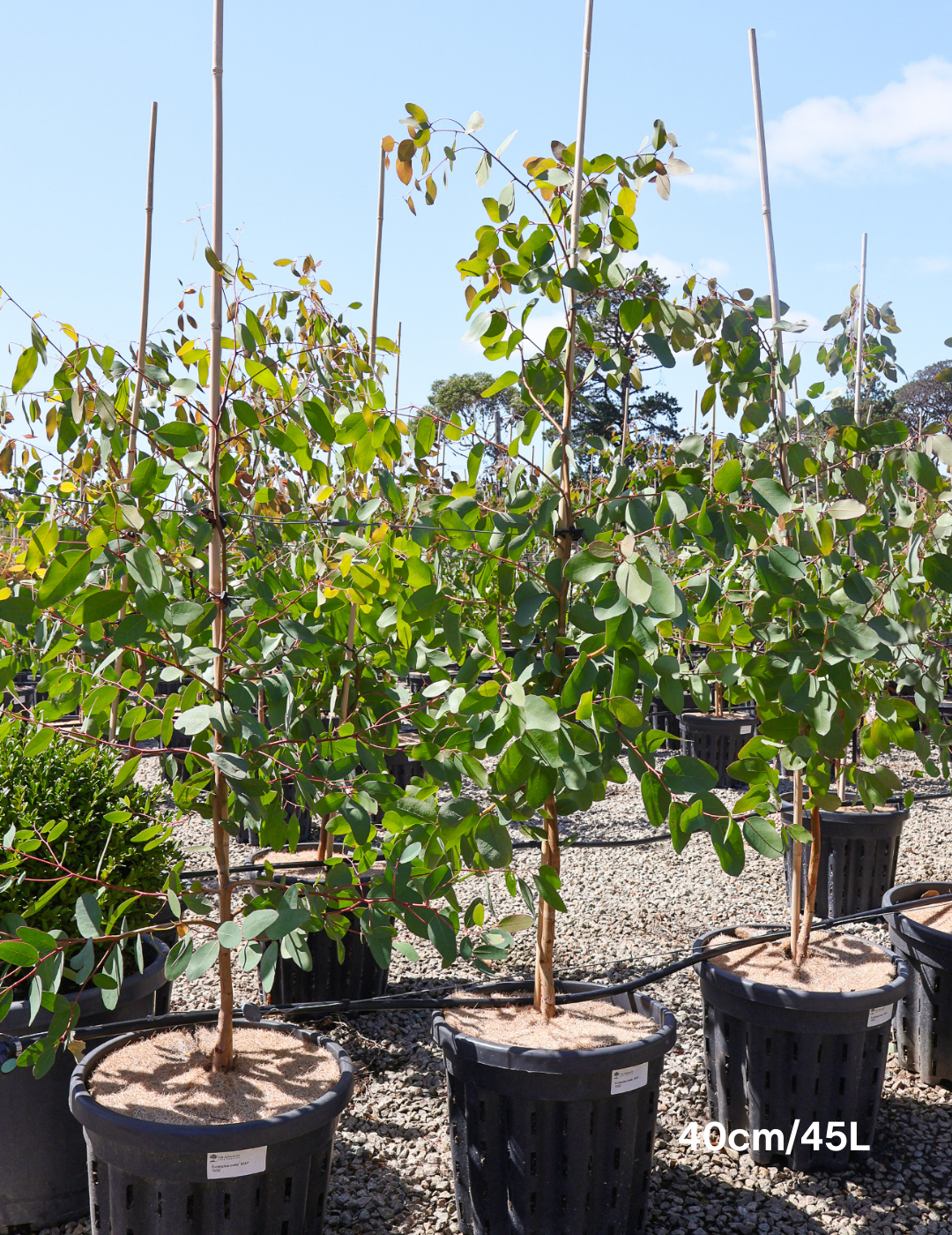 Eucalyptus ovata - Evergreen Trees Direct