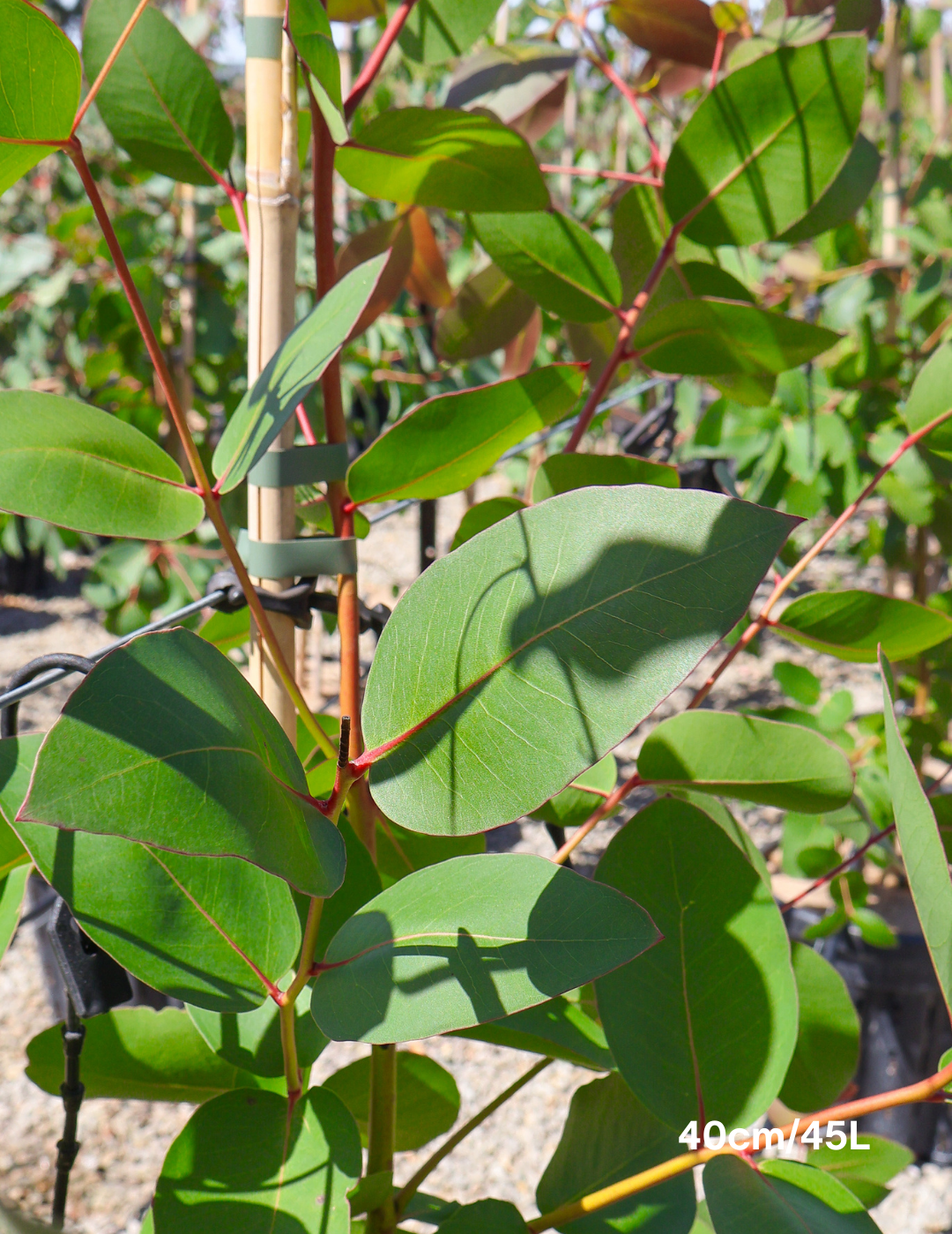 Eucalyptus ovata - Evergreen Trees Direct
