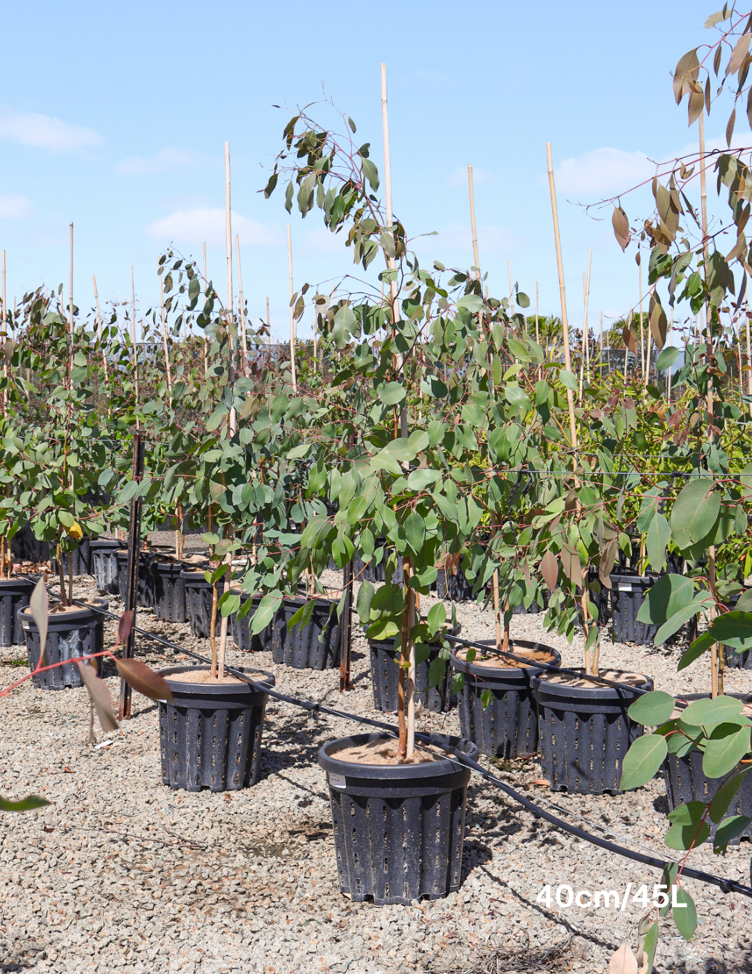 Eucalyptus ovata - Evergreen Trees Direct